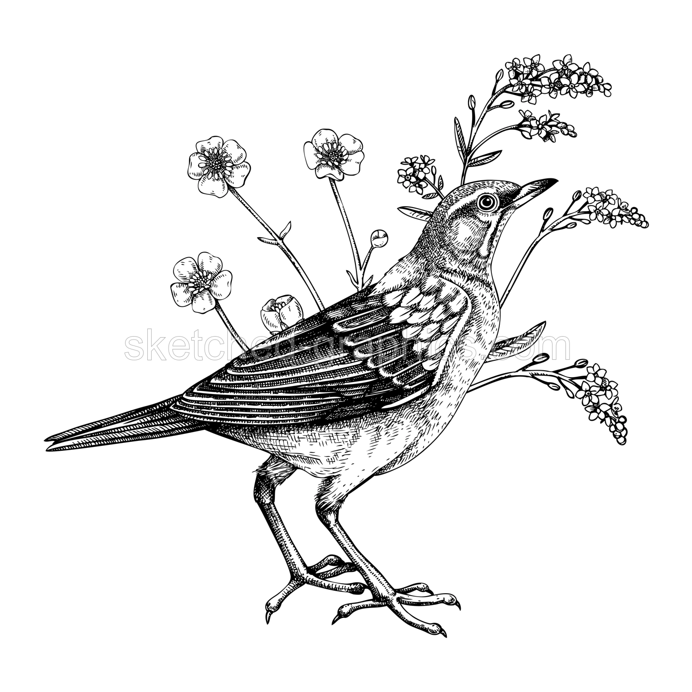 Sketched eyebrowed thrush in sketch style. Vector wildlife illustration. Creative designs with bird and summer wildflowers for nature print, wall art, poster, cards, wall art.  Illustration